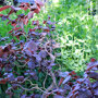 Corylus avellana 'Red Majestic'